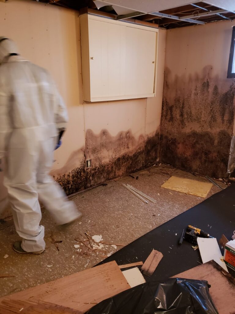 Mould Inspection service in Toronto