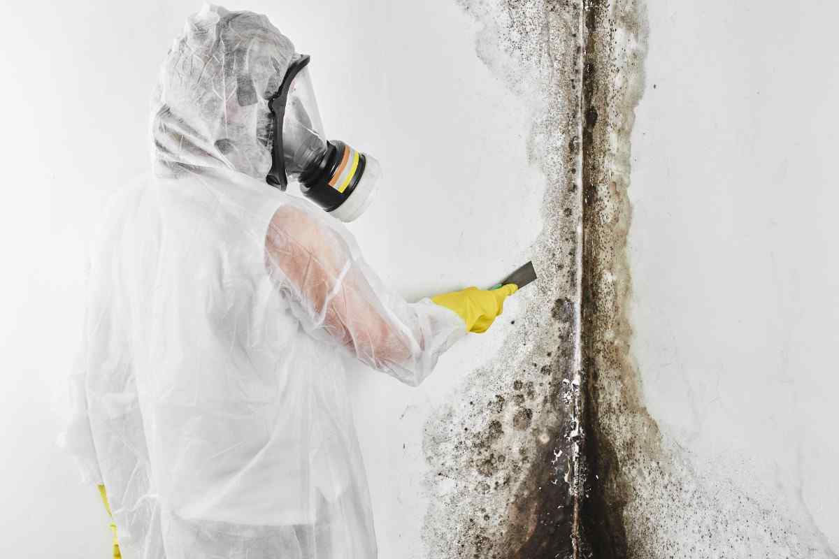 Mould Removal Company Mississauga